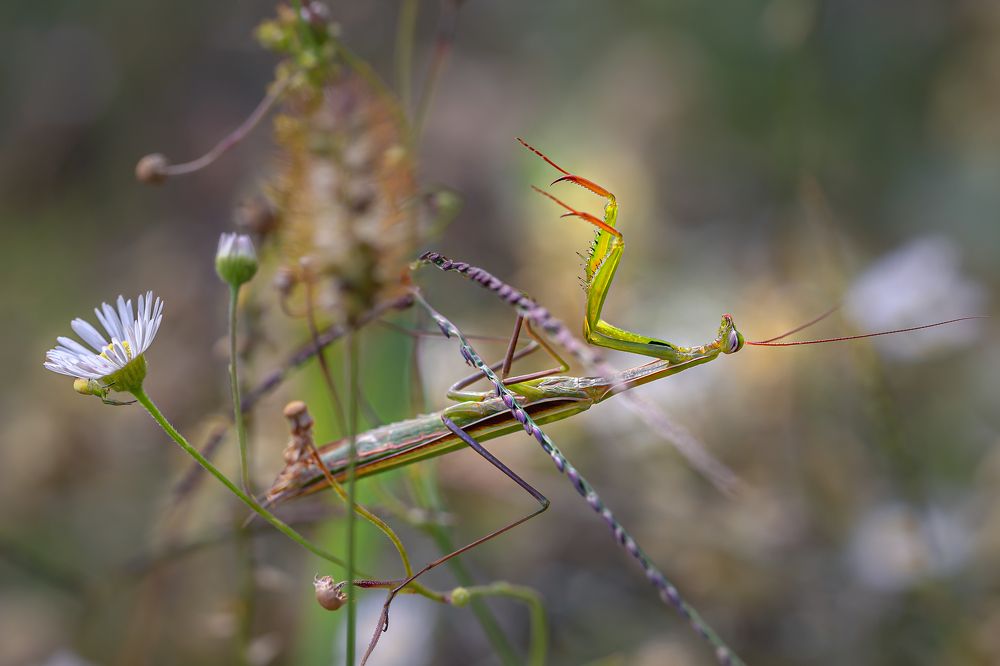 Утренняя медитация