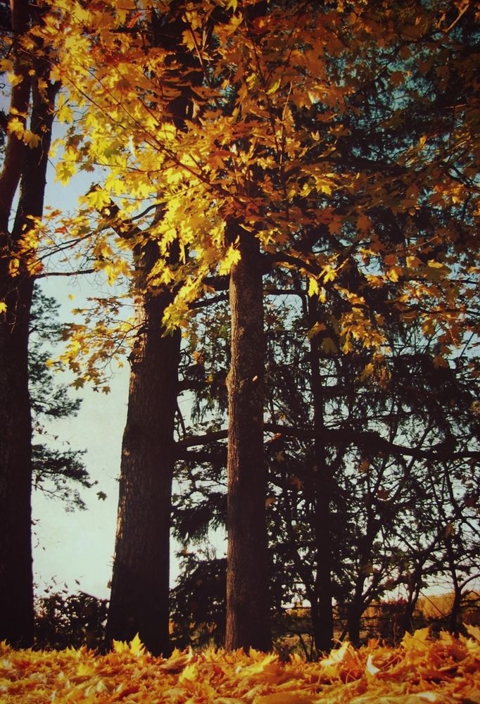 Photograph by Алиса Фокина