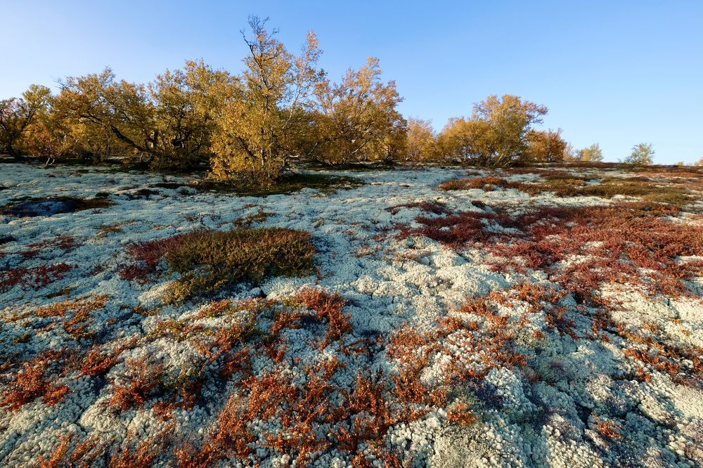 Осенний ковёр.