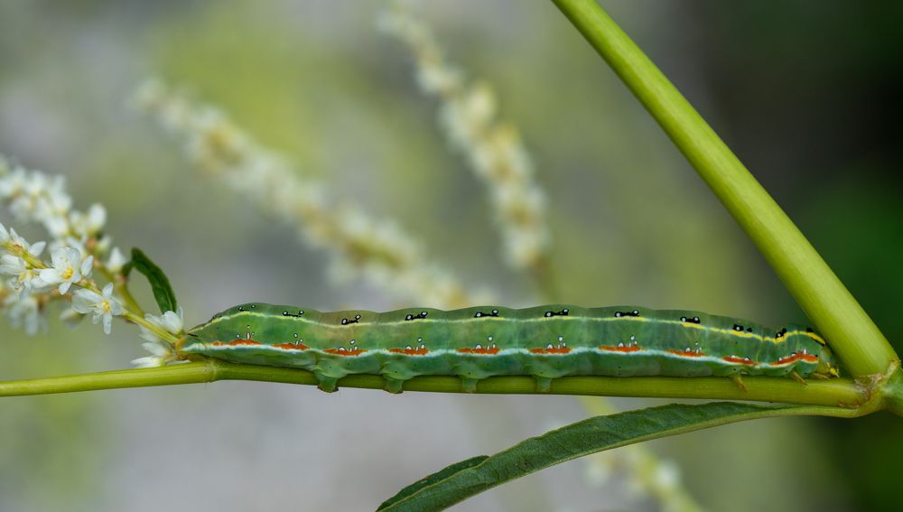Фотография автора Петр Косачев