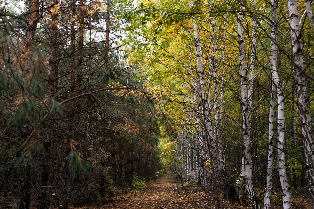 Photograph by Алена Бржезицкая