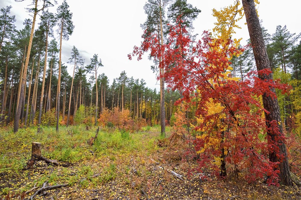 на старой вырубке