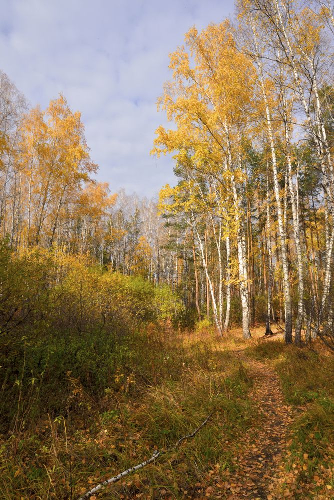 В багрец и золото одетые леса
