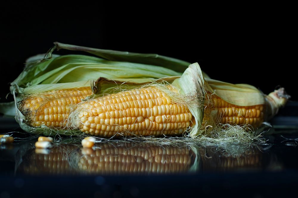 Кукуруза Бондюэль