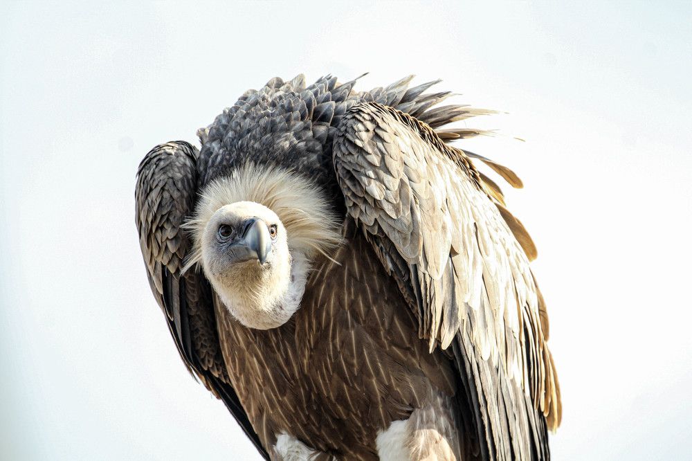 Photograph by Debbie Strauss