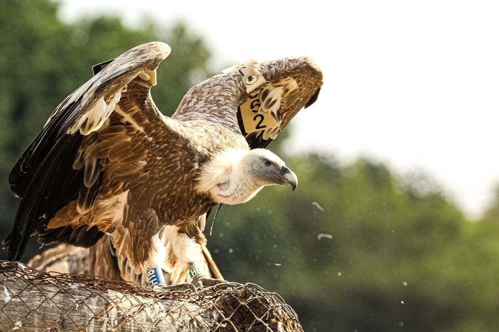 Photograph by Debbie Strauss