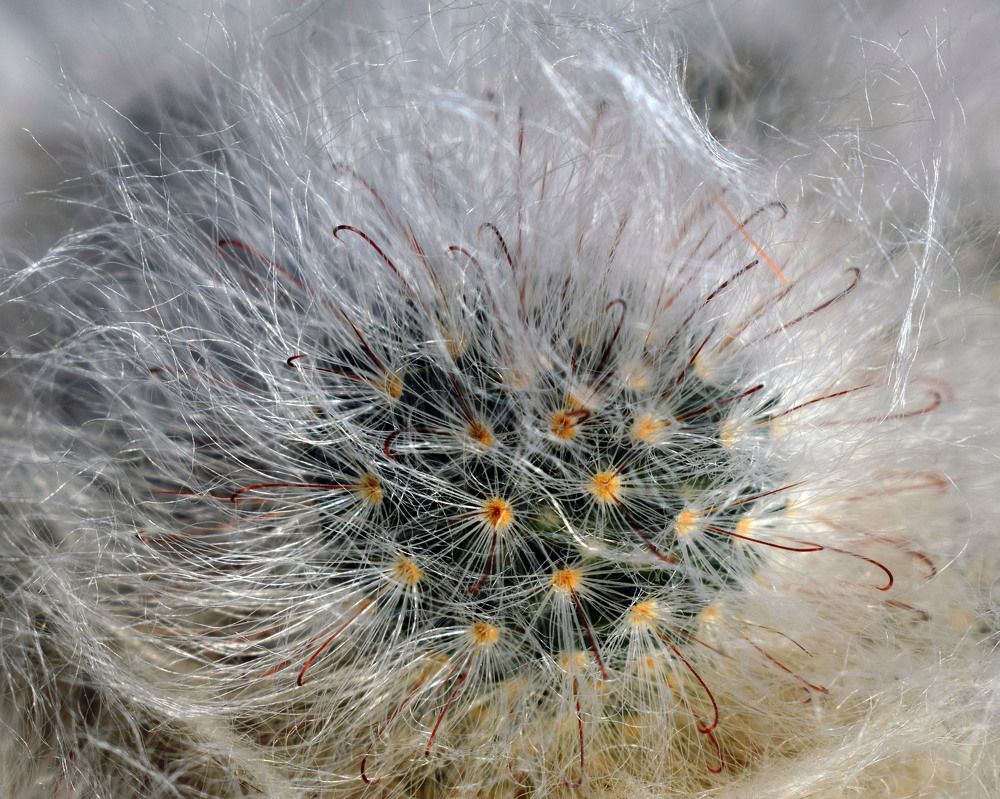 Лохматый кактус.