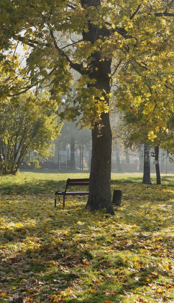 Утром в парке