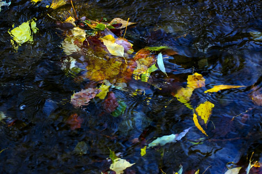 Фотография автора Маис Киракозов