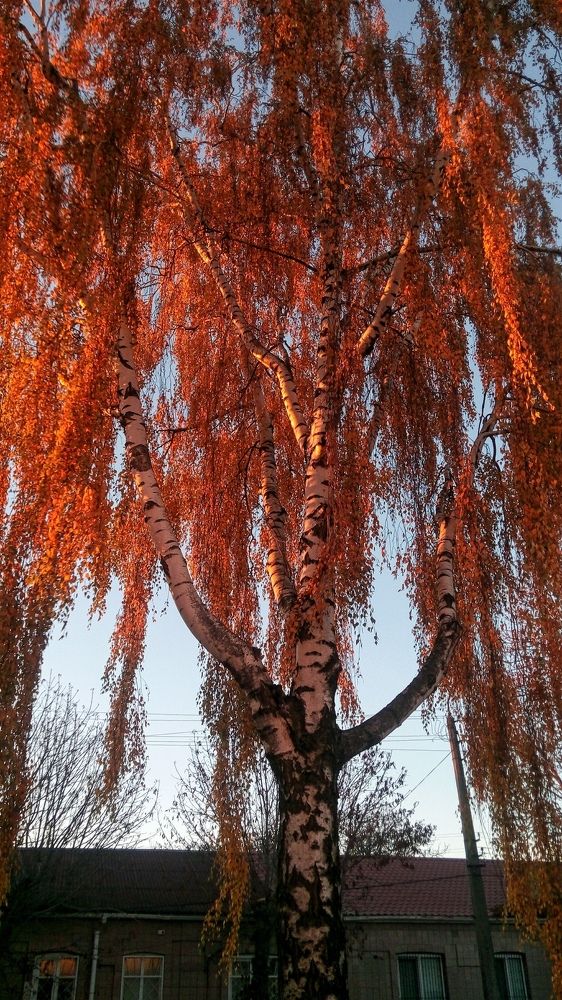 Photograph by Елена Твардовськая
