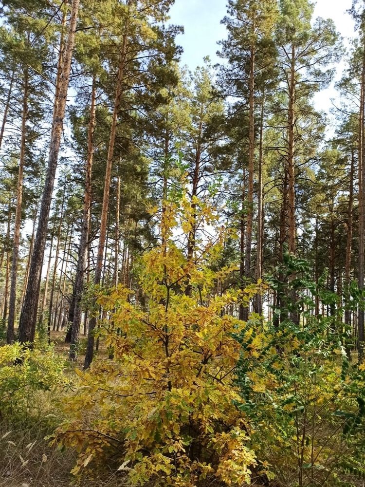 Photograph by Фаина Мирошниченко