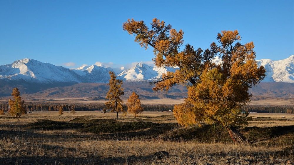 Лиственница в Курайской степи
