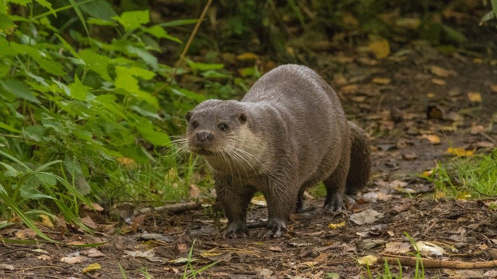 Выдра