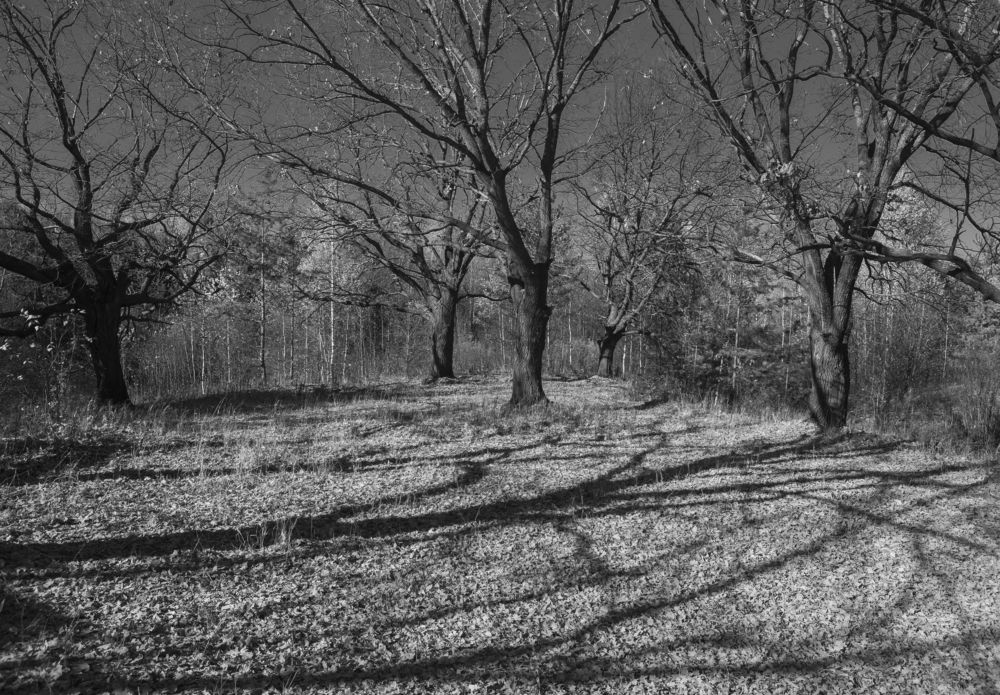 Photograph by Kuzmichev Alexey