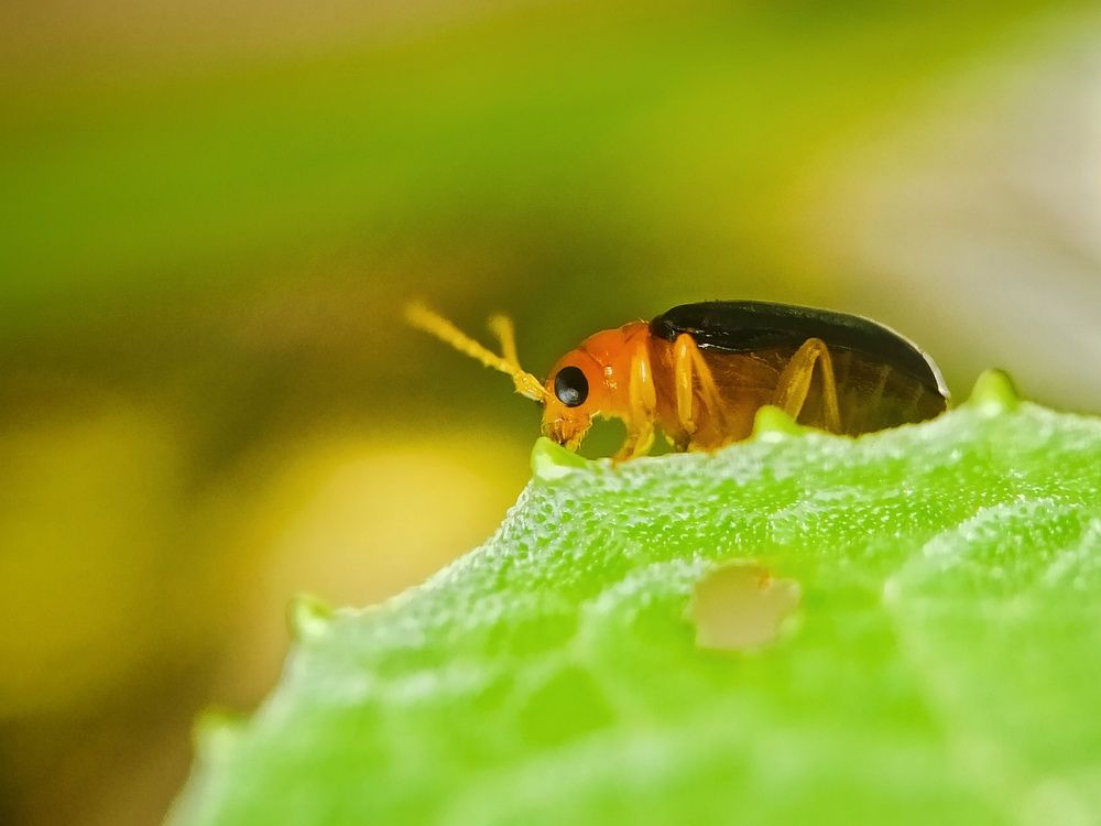 Photograph by Shahriyer Rashid Shuvo