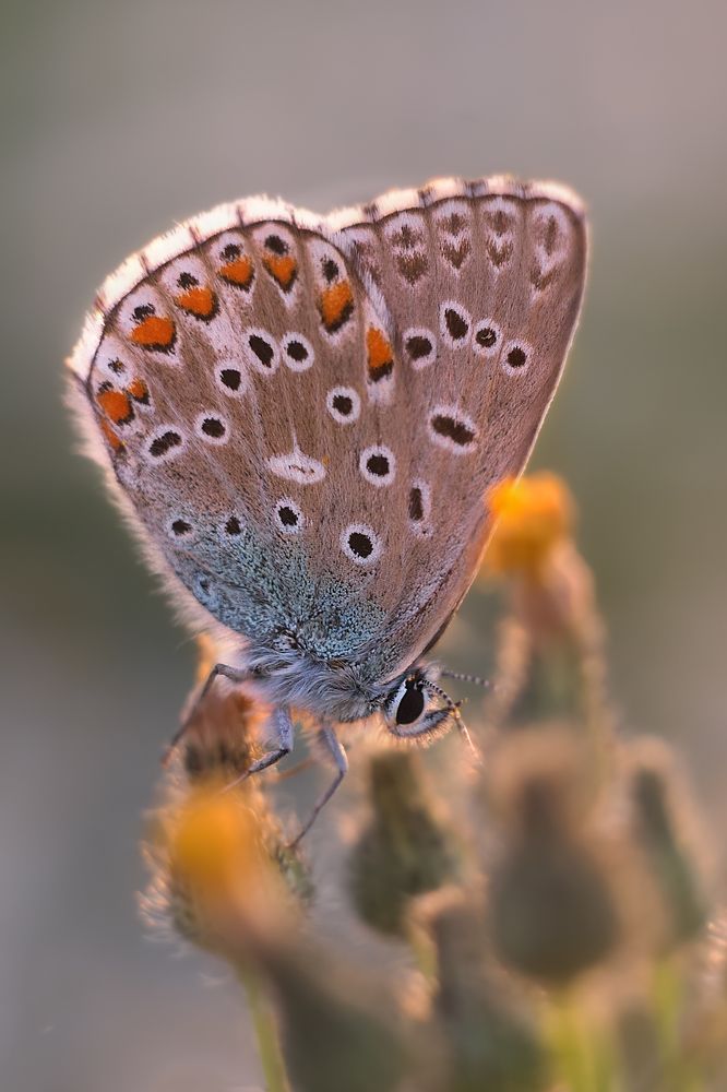 Фотография автора Екатерина Дмитренко