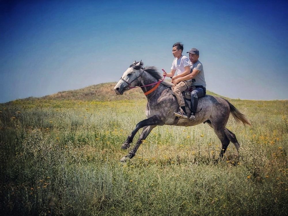 Погоня , скачки , движение