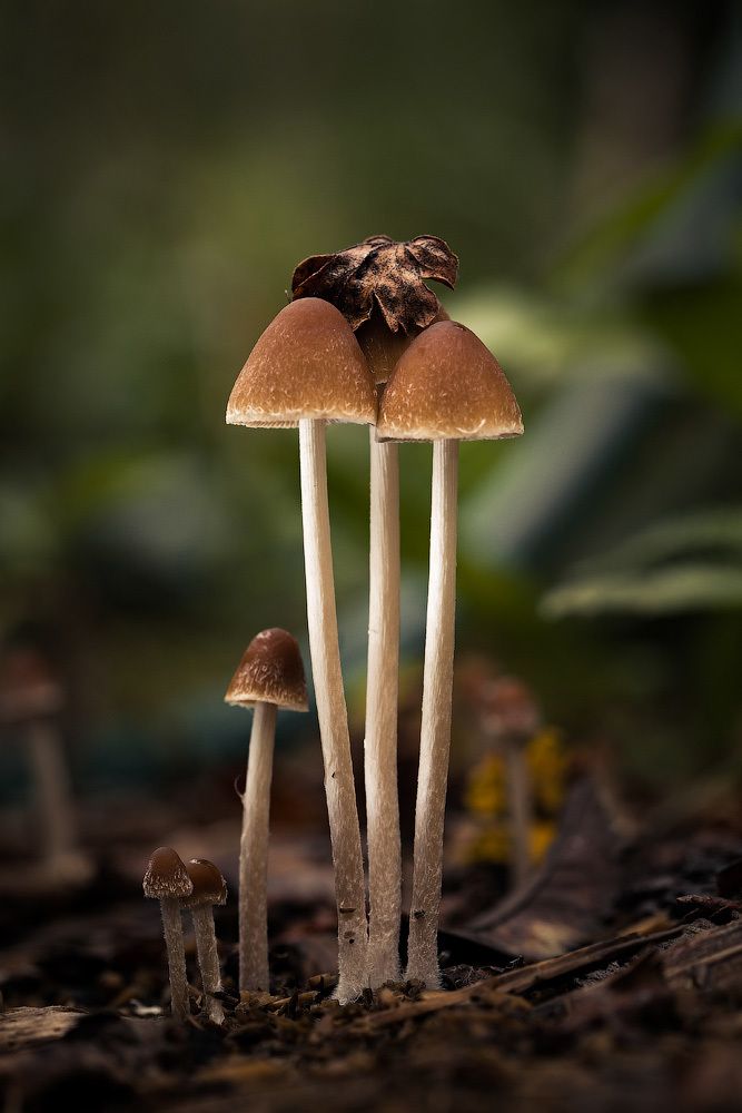 микрокрсмос грибов