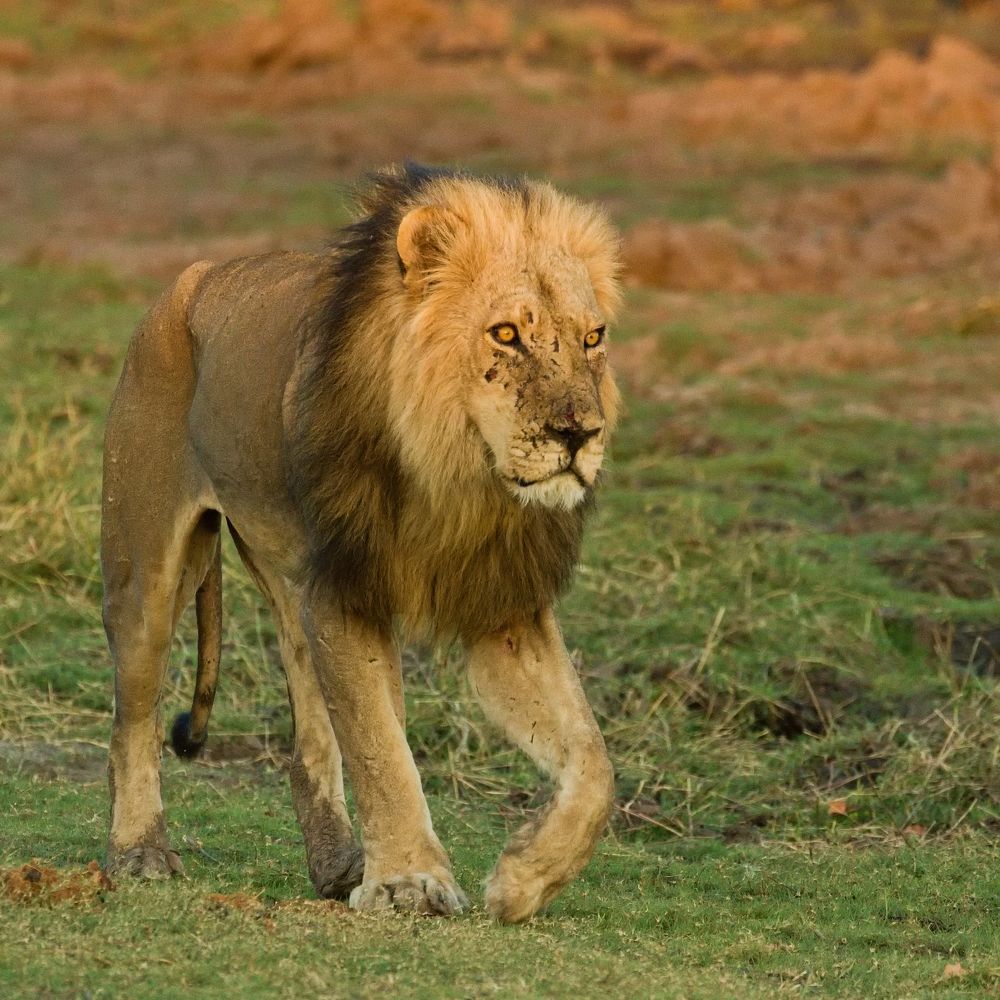 Ранней утренней порой Лев идёт на водопой.