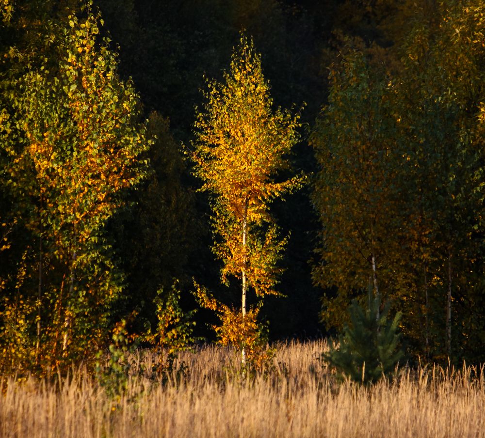 Photograph by Матвеев Денис