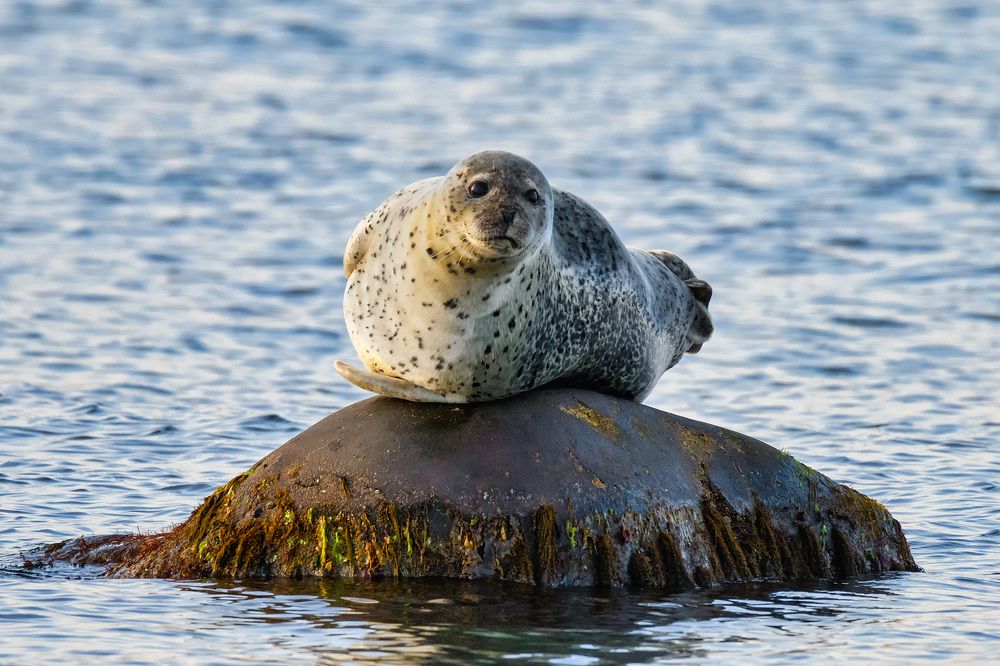 Spotted Seal