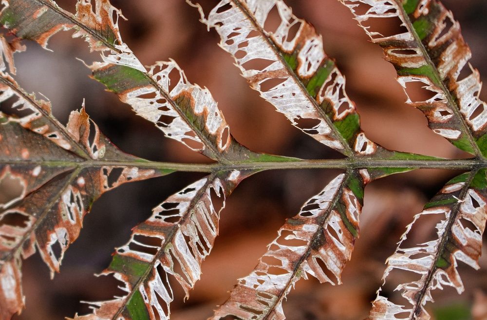 Photograph by Javad Feyz