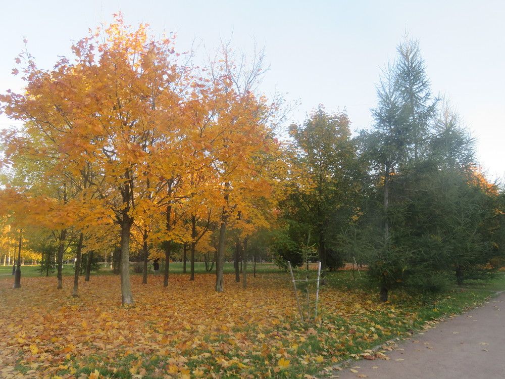 Осень