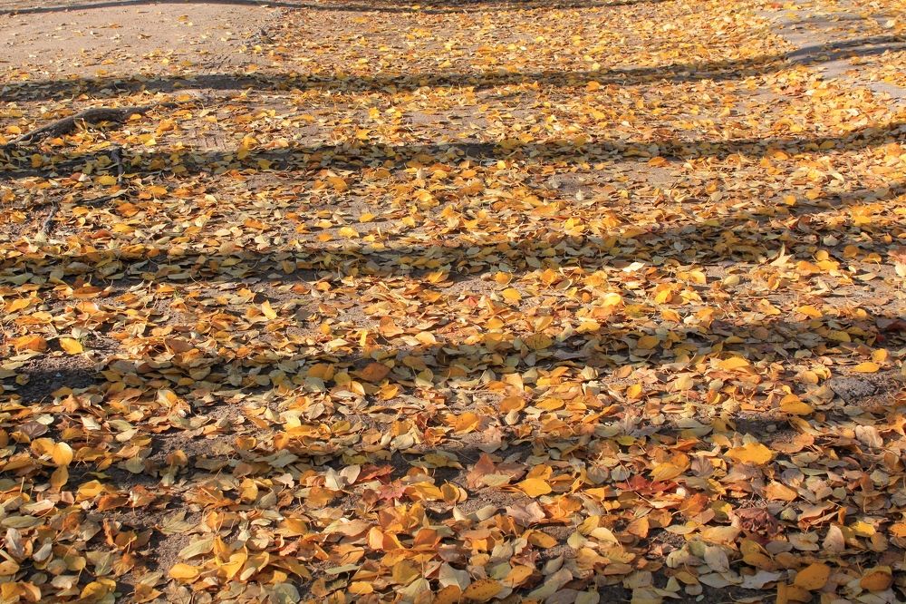 Photograph by Olga Bagaeva