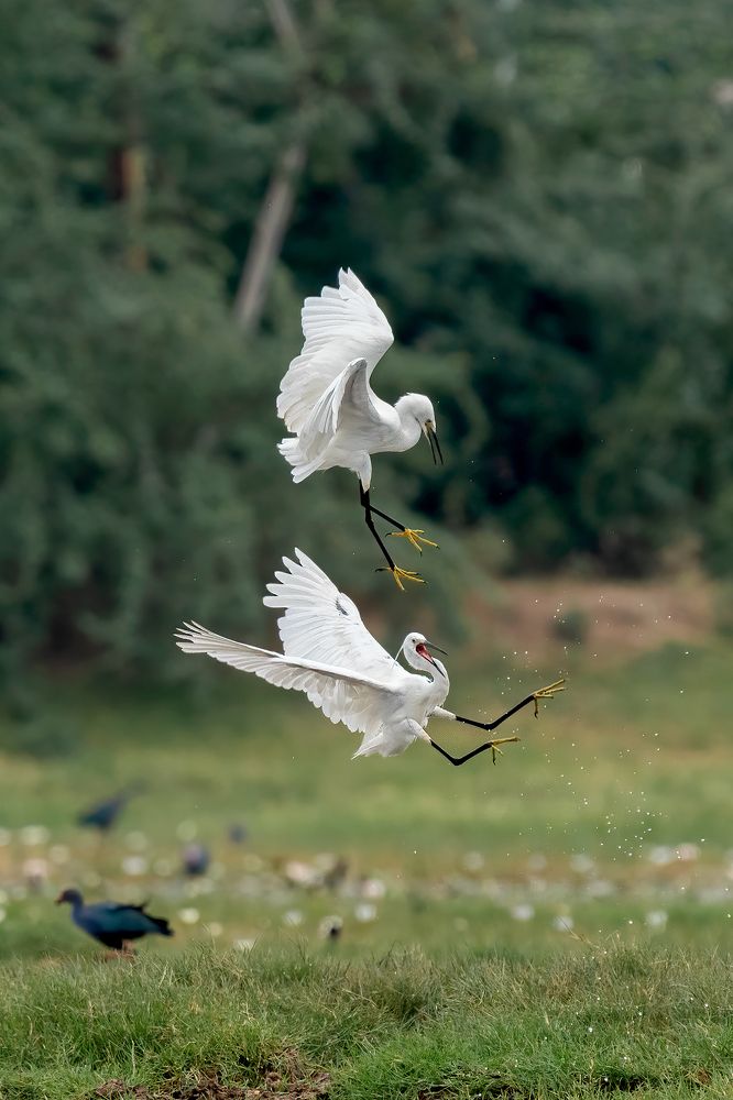 Photograph by Sriram Radhakrishnan