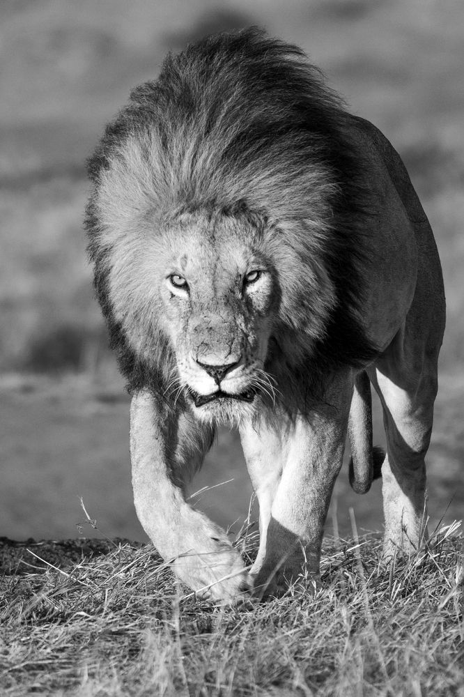 Photograph by Sriram Radhakrishnan