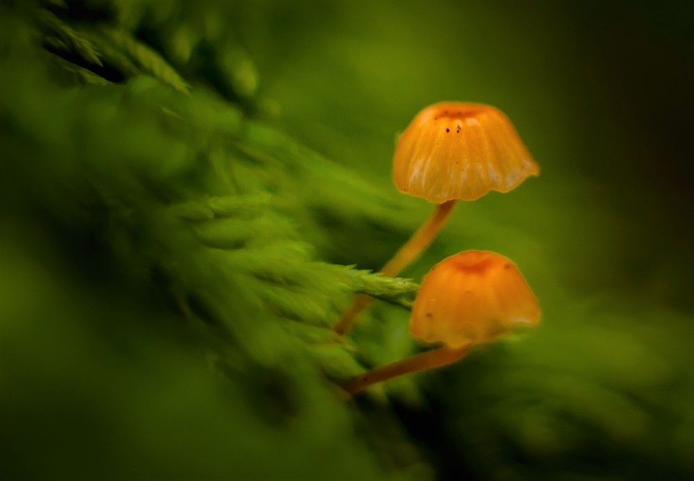 Photograph by Олег Волков