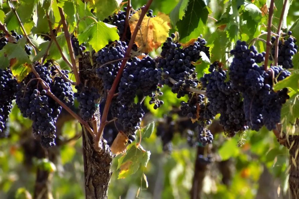 Photograph by SIMONE CIULLI