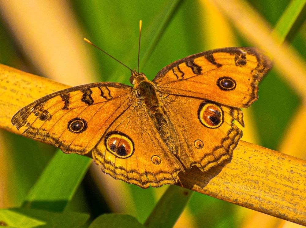 Photograph by Ramya Roy