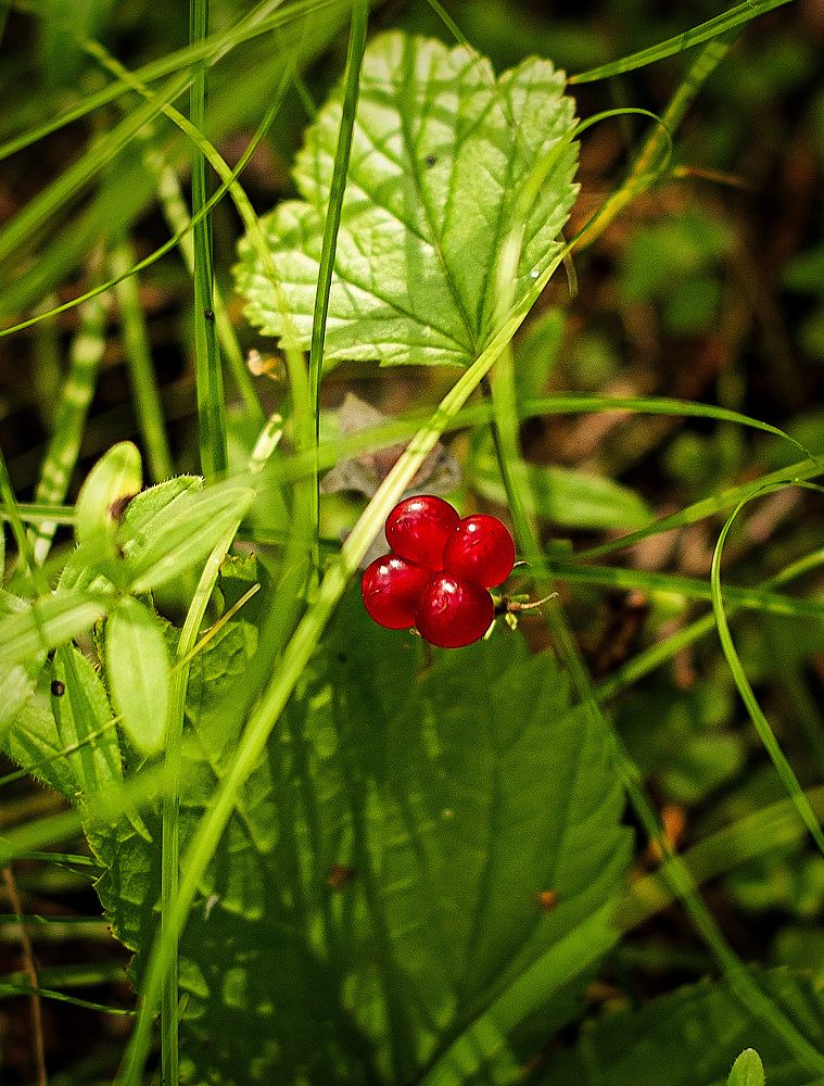 Photograph by Юлия Силина