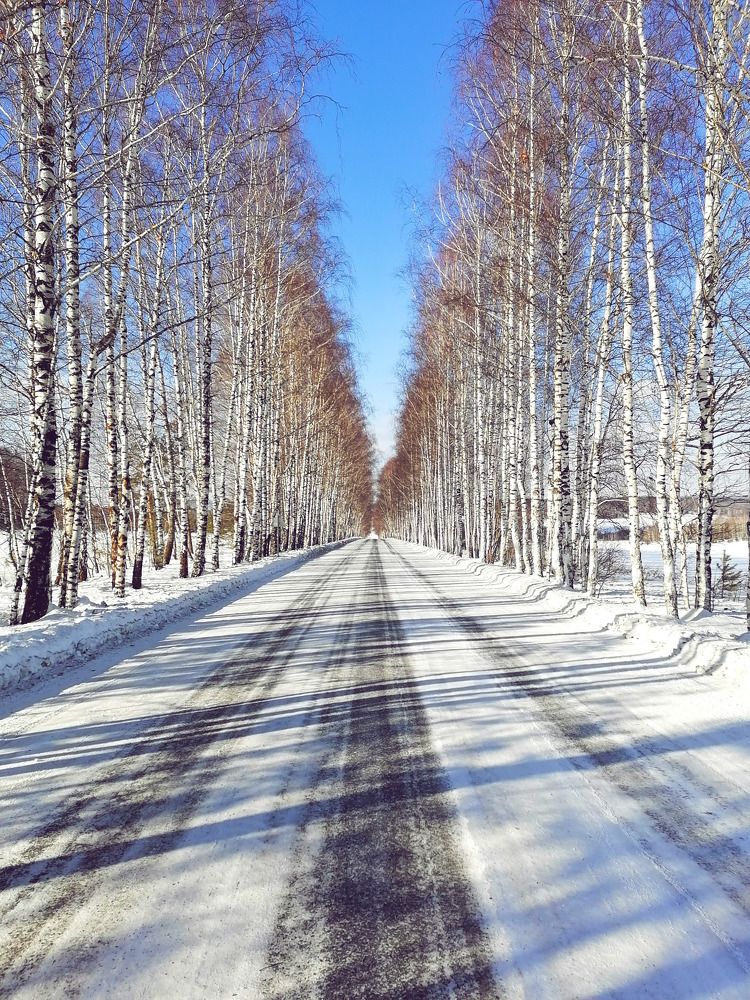 Стройные берёзы