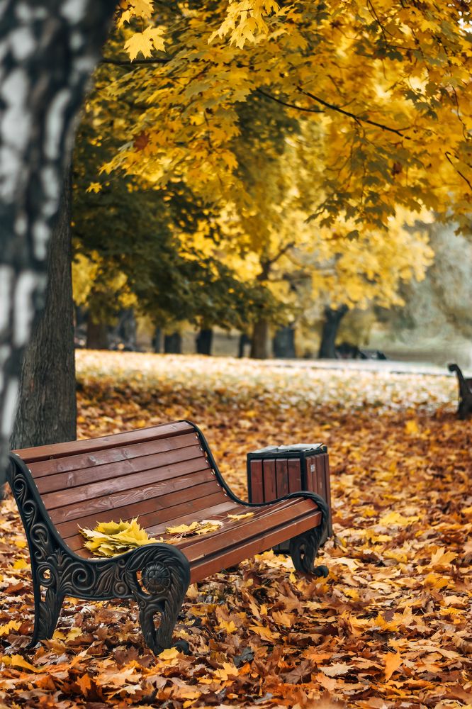 Золотая осень в городе