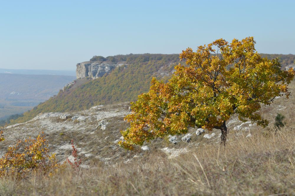 Одинокое дерево