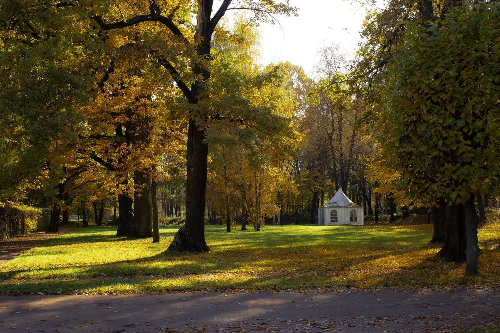 Вековые дубы