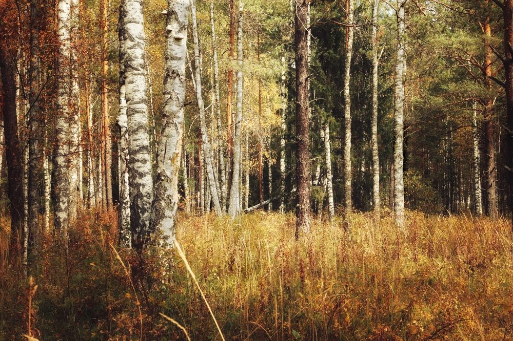 Photograph by Екатерина Моисеенко