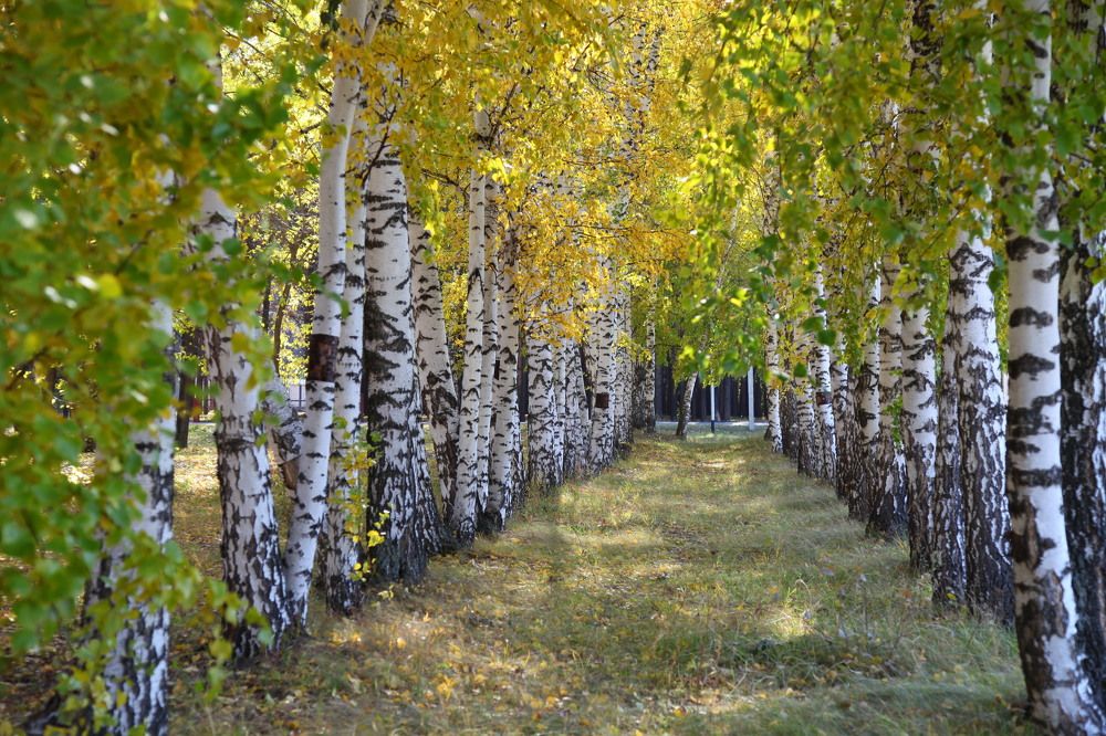 Photograph by Александр Лапшин