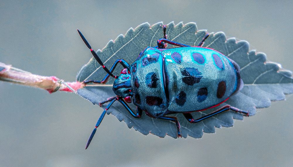 Photograph by Mamun S.M.