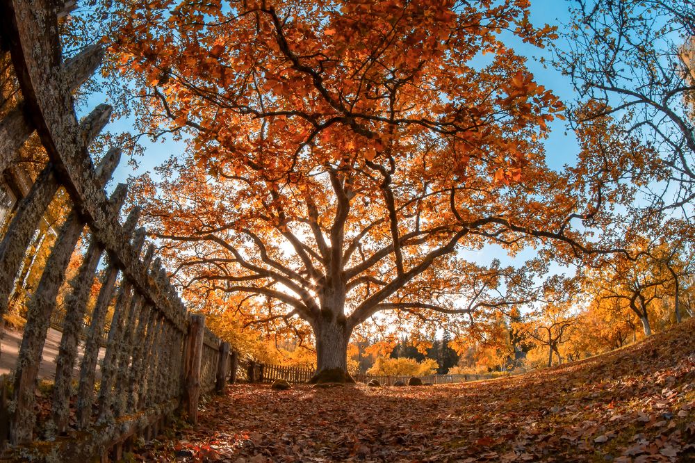 "Златая цепь на дубе том..."