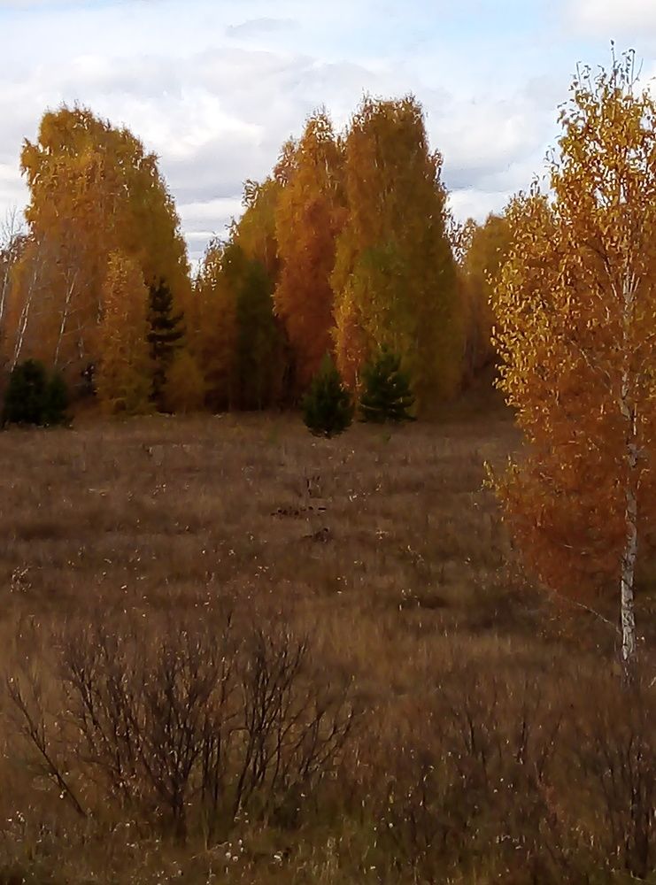 Фотография автора Татьяна Медведчикова