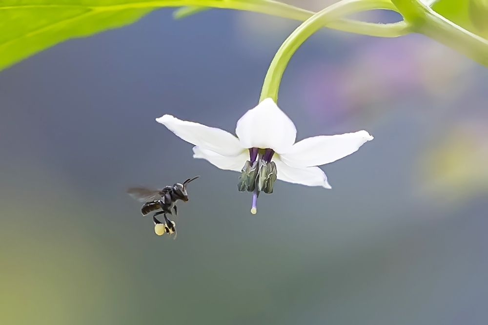 Photograph by CG Biju
