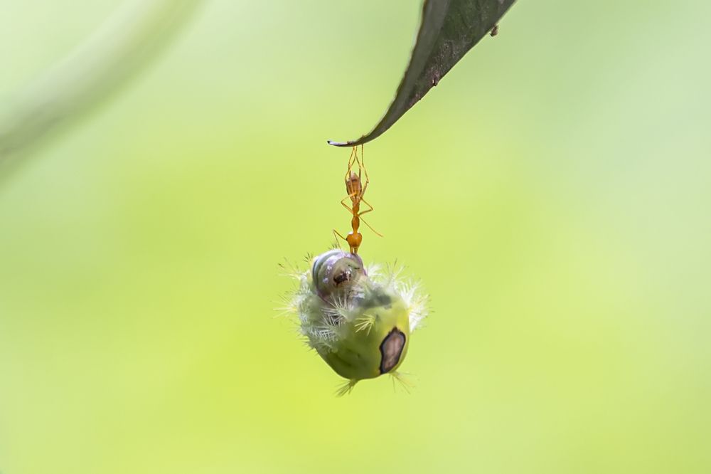 Photograph by CG Biju