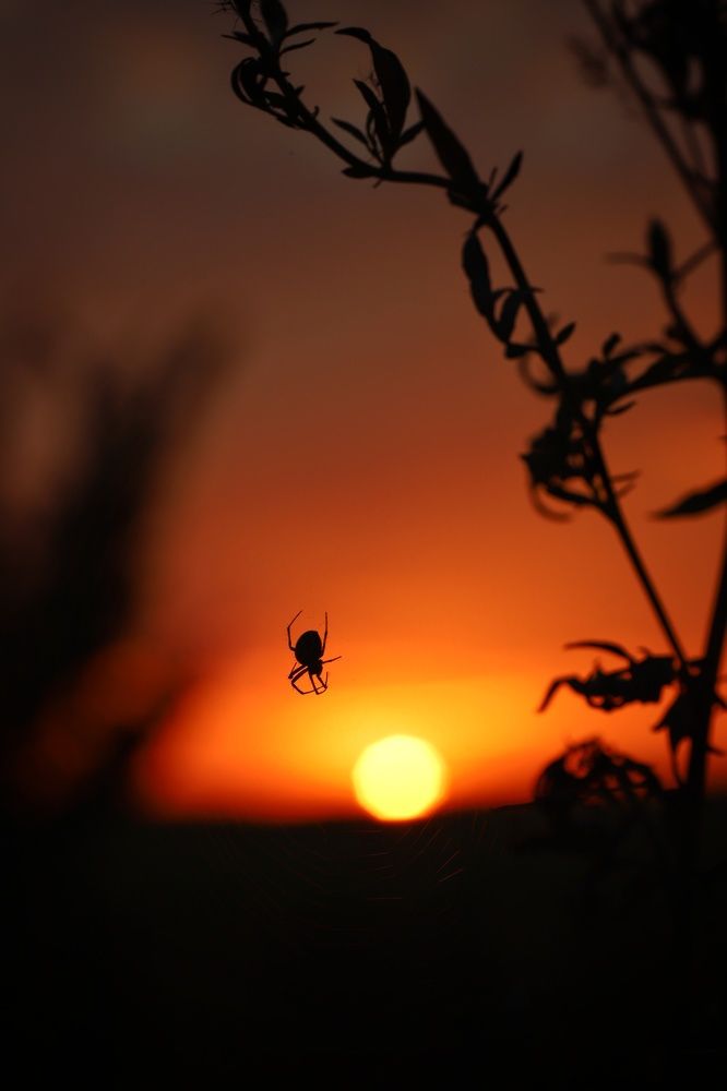 Охотник за солнцем