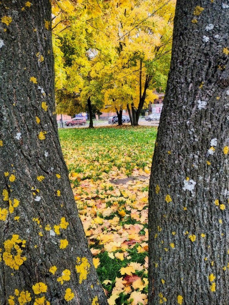 Осенний этюд у ОКЦ.
