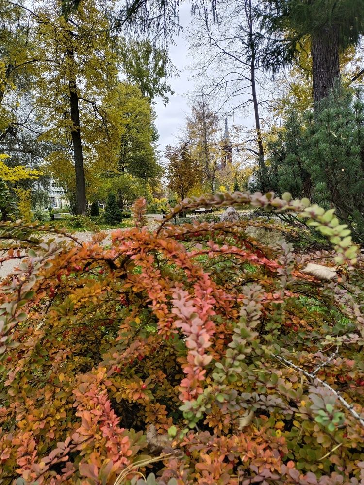 Многоцветие.