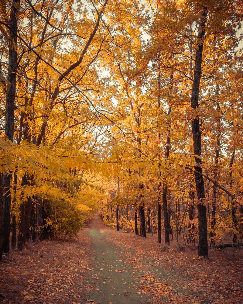 Осенняя велодорожка