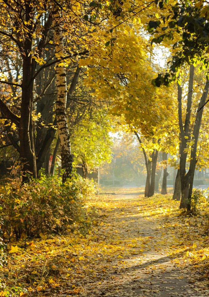 Золотая осень